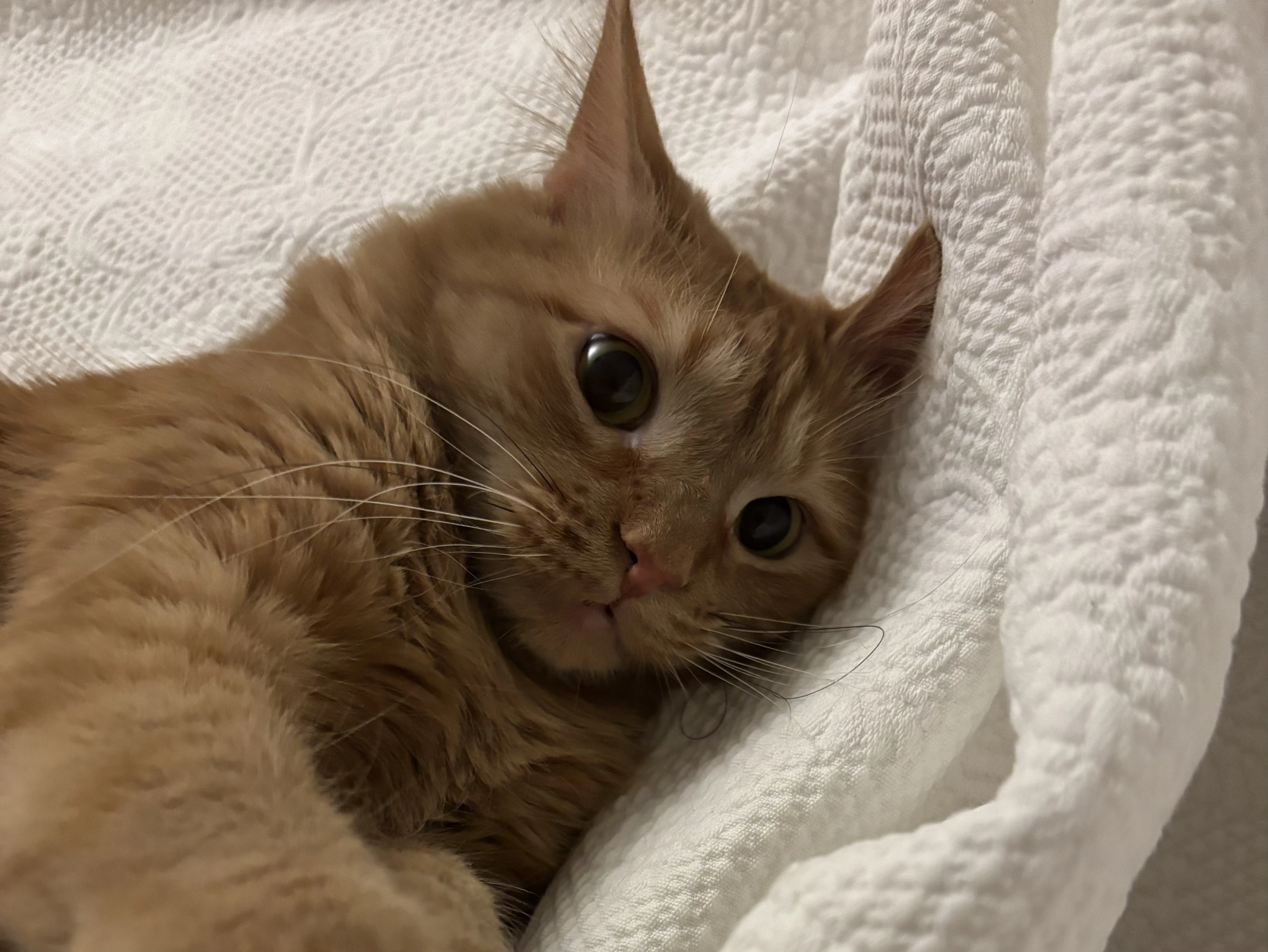 grrrrrrr